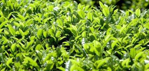 茶葉fda注冊(cè)產(chǎn)品樣圖